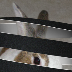 Bunny in a Hat